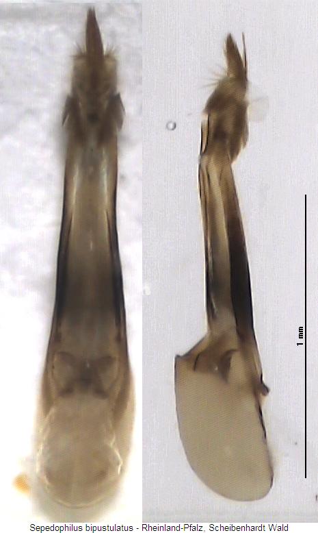 sepedophilus_bipustulatus.jpg
