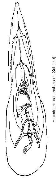 sepedophilus_constans.gif