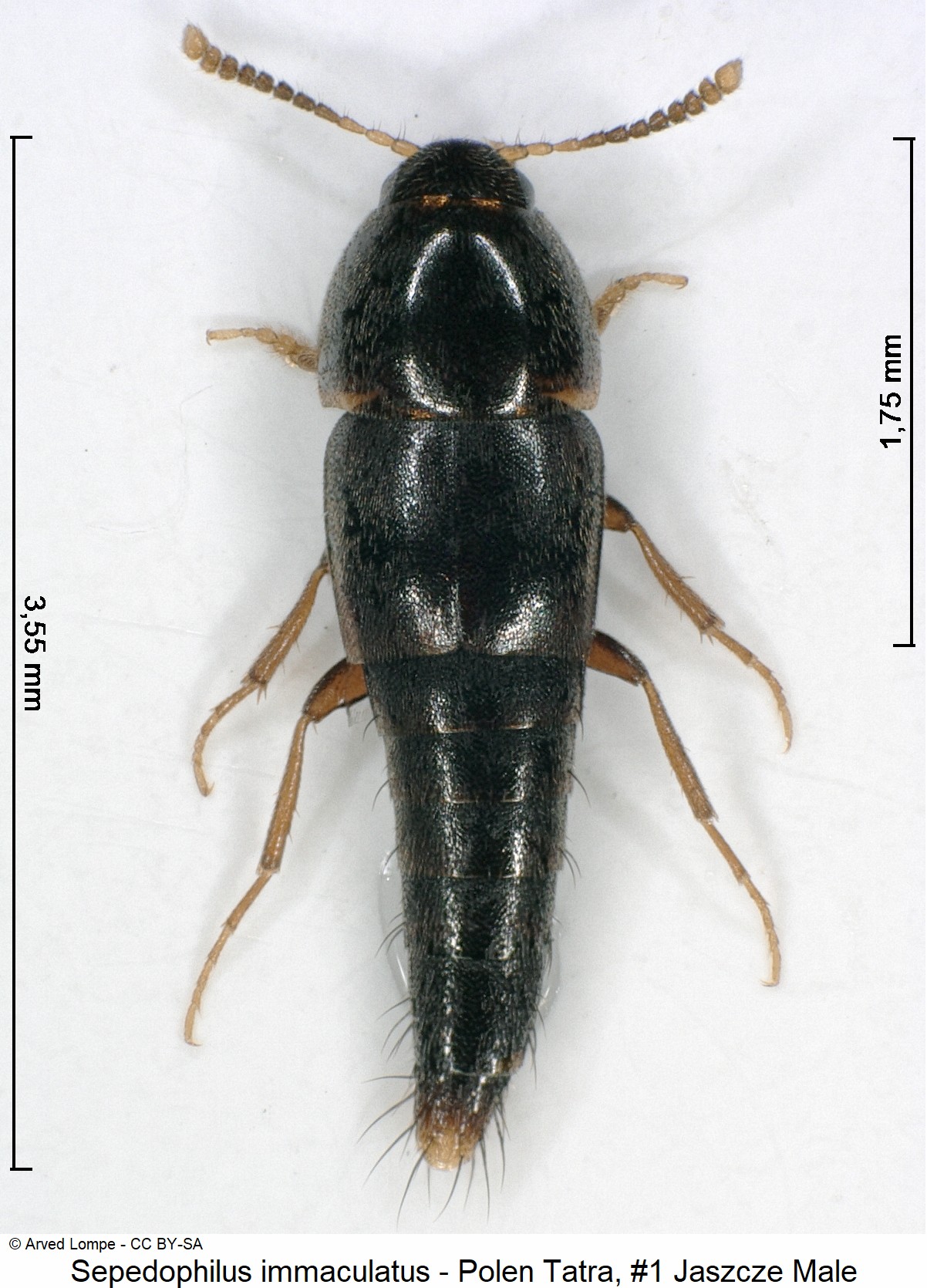 sepedophilus_immaculatus_nr1_ck34584025_hab.jpg