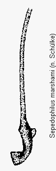 sepedophilus_marshami_bk.gif