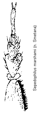 sepedophilus_marshami_tr.gif