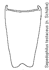 sepedophilus_testaceus_sternit.gif