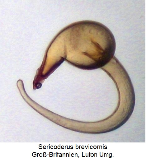 sericoderus_brevicornis_sperm.jpg