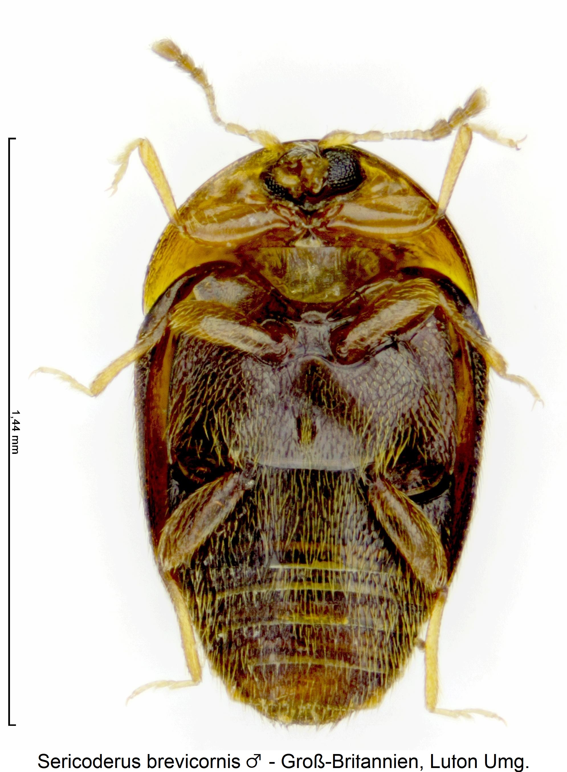 sericoderus_brevicornis_us.jpg