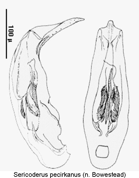 sericoderus_pecirkanus.gif