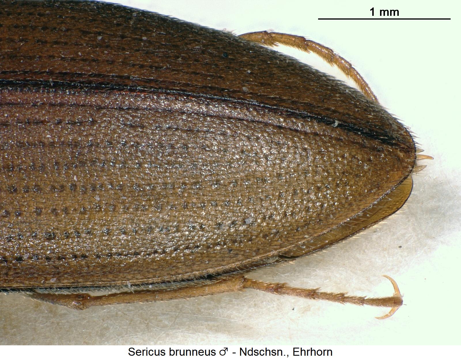 sericus_brunneus_fld.jpg