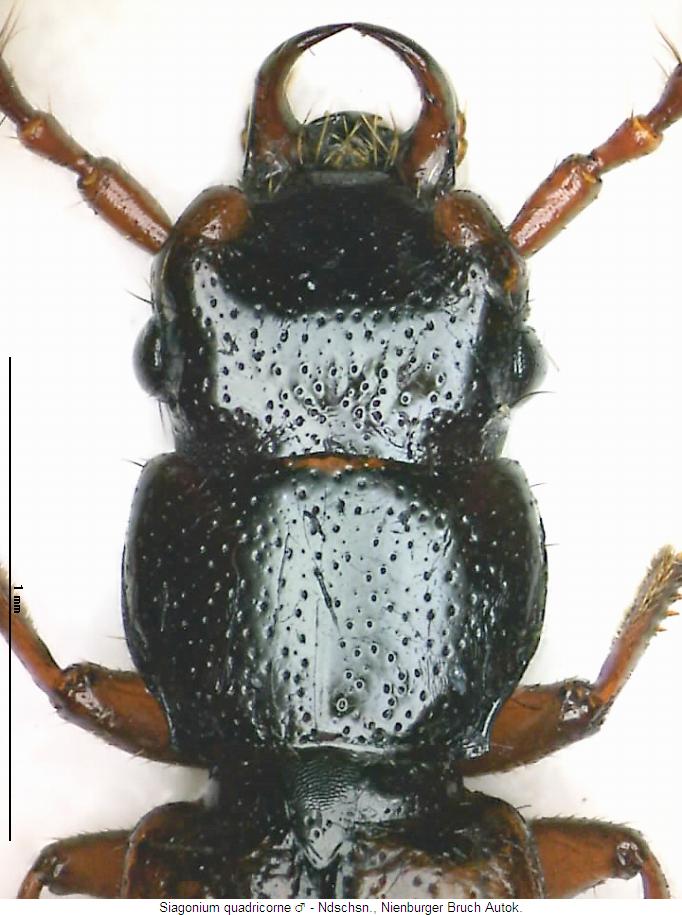 siagonium_quadricorne_vk.jpg
