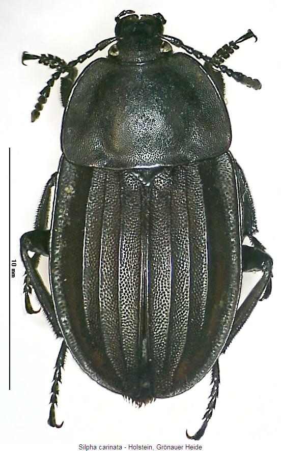 silpha_carinata_hab.jpg