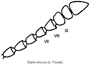 silpha_obscura_f.gif