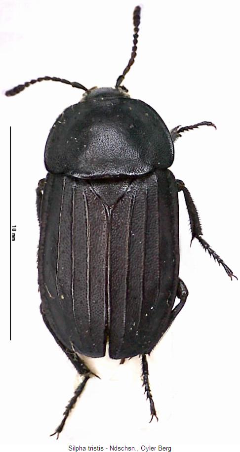 silpha_tristis_hab.jpg