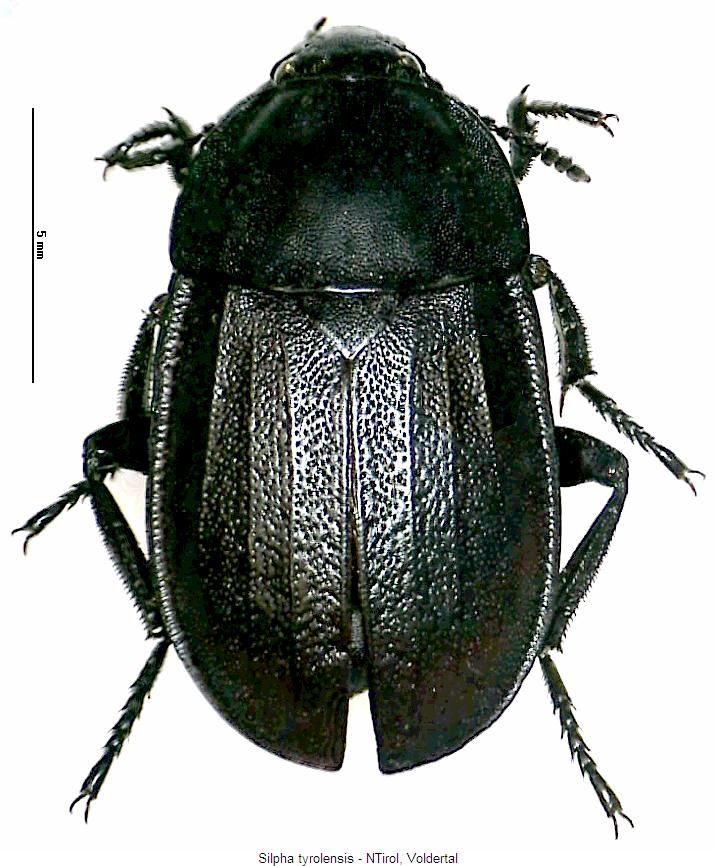 silpha_tyrolensis_hab.jpg