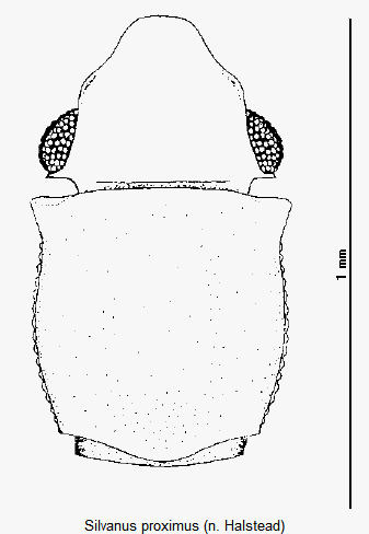 silvanus_proximus_vk.gif