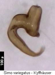 simo_variegatus_sperm.jpg