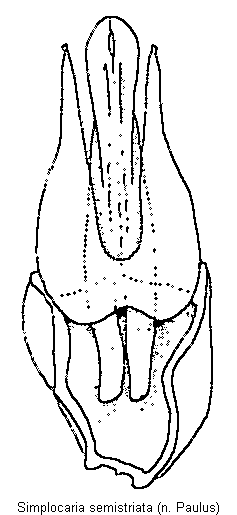 simplocaria_semistriata.gif