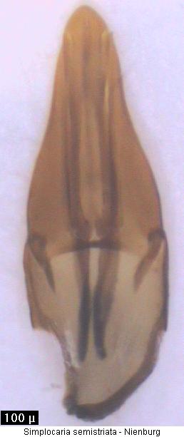 simplocaria_semistriata.jpg