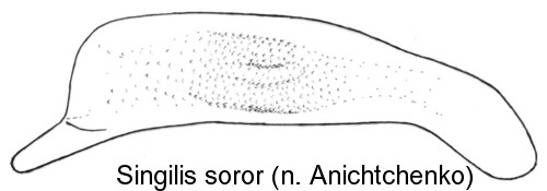 singilis_soror_aed.jpg