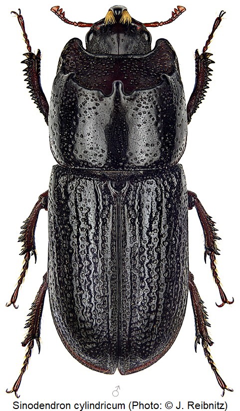 sinodendron_cylindricum_m_rbn.jpg