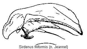 sirdenus_filiformis.gif