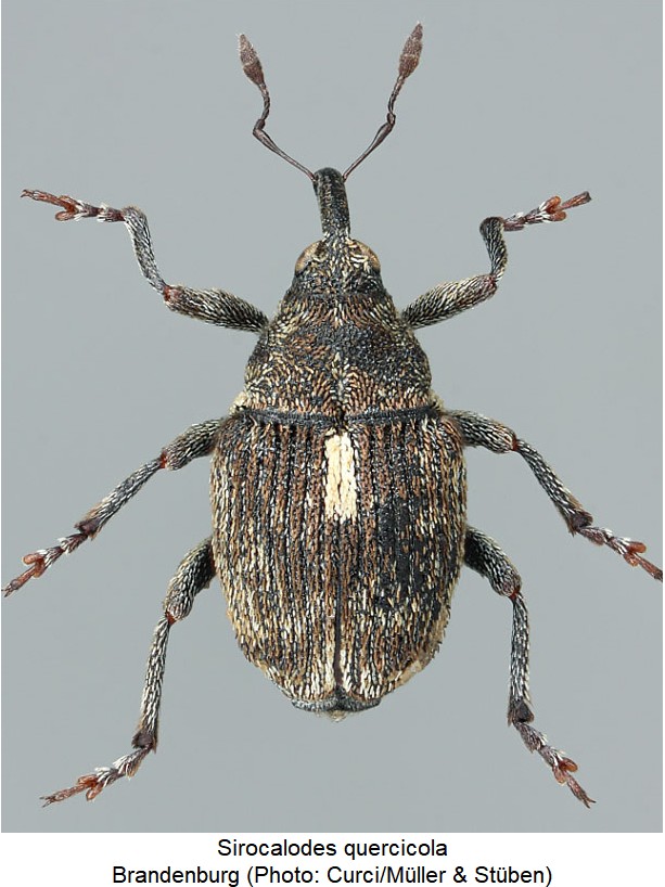 sirocalodes_quercicola_hab.jpg