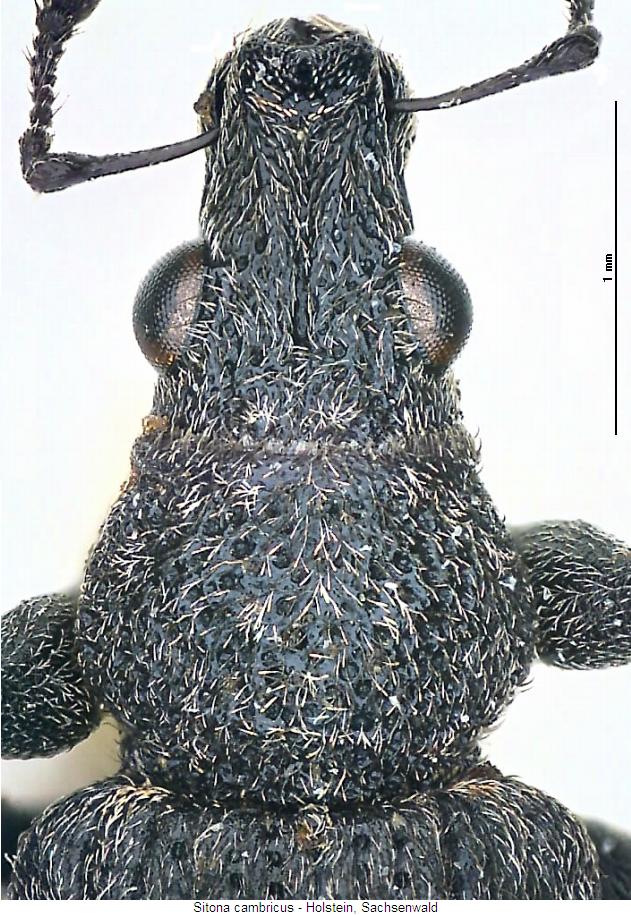 sitona_cambricus_vk.jpg