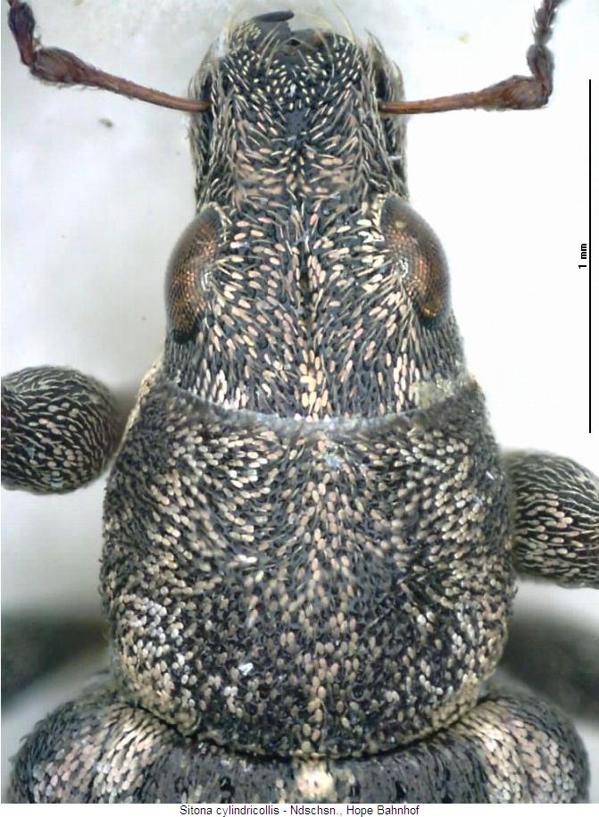 sitona_cylindricollis_vk.jpg