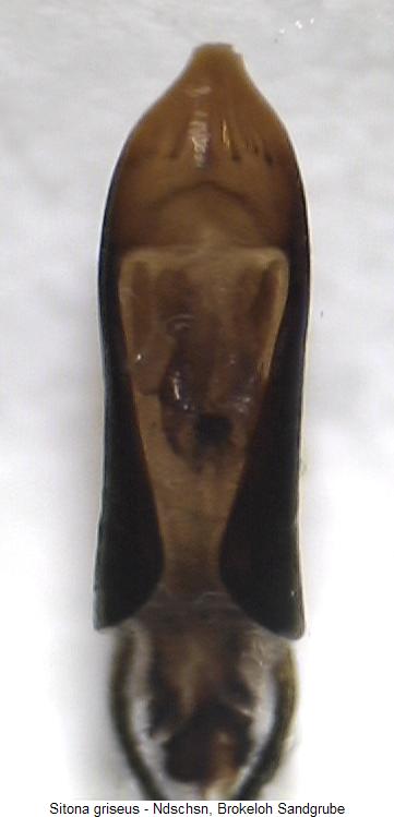 sitona_griseus.jpg