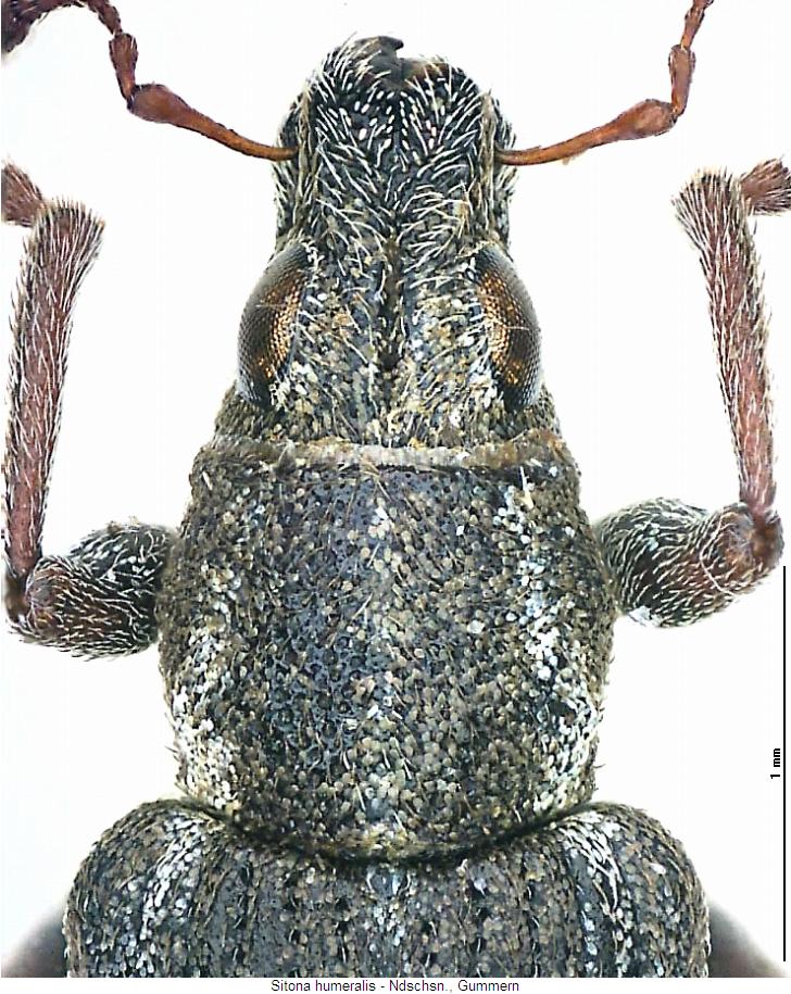 sitona_humeralis_vk.jpg