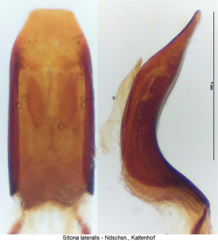 sitona_lateralis.jpg