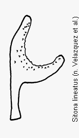 sitona_lineatus_ham.gif