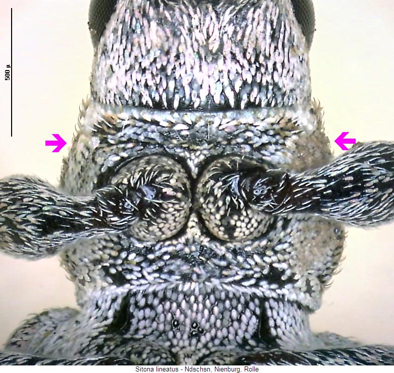 sitona_lineatus_vbr.jpg