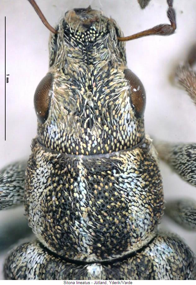 sitona_lineatus_vk.jpg