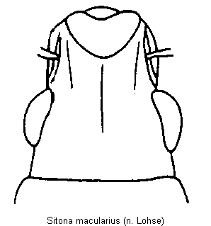 sitona_macularius_k.gif