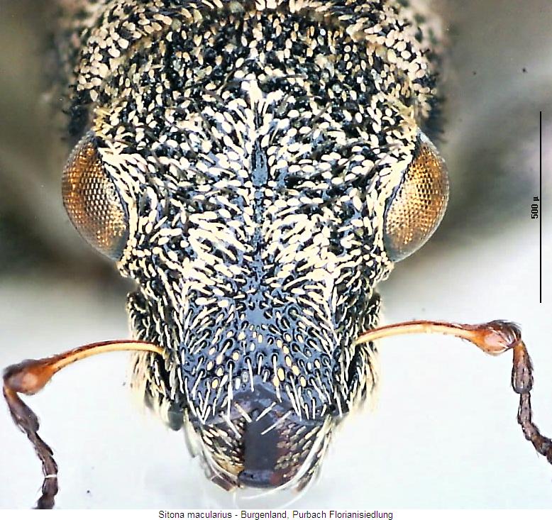 sitona_macularius_k.jpg