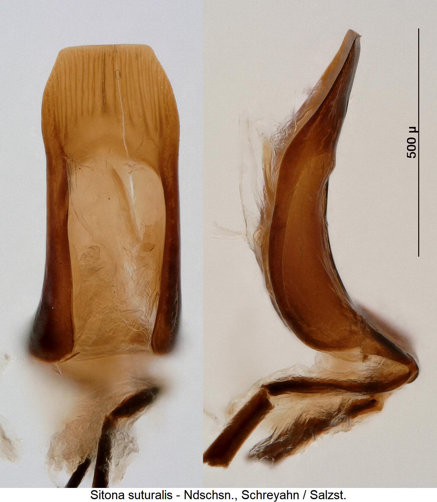 sitona_suturalis1.jpg