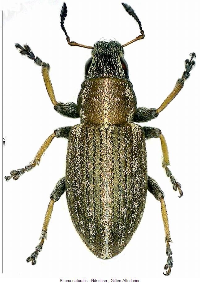sitona_suturalis2_hab.jpg