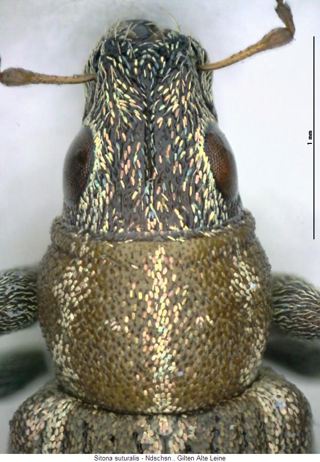 sitona_suturalis_vk.jpg