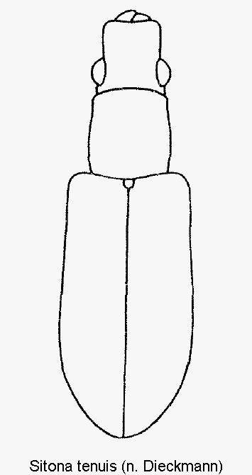 sitona_tenuis_hab1.gif