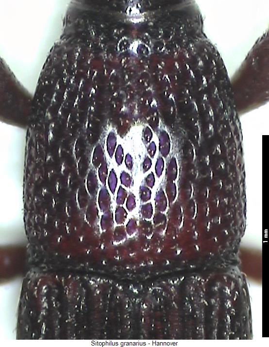 sitophilus_granarius_hsch.jpg