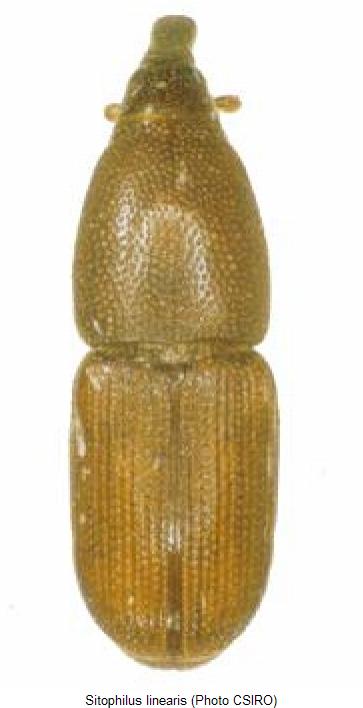 sitophilus_linearis_hab.jpg
