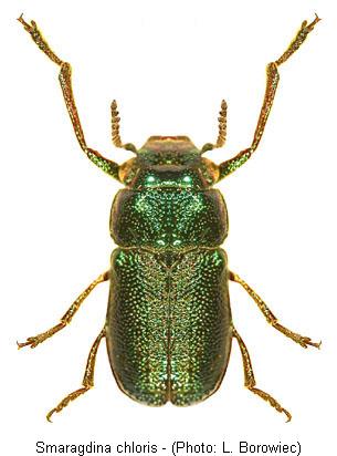 smaragdina_chloris.jpg