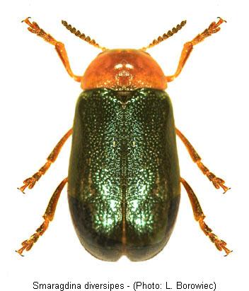 smaragdina_diversipes.jpg