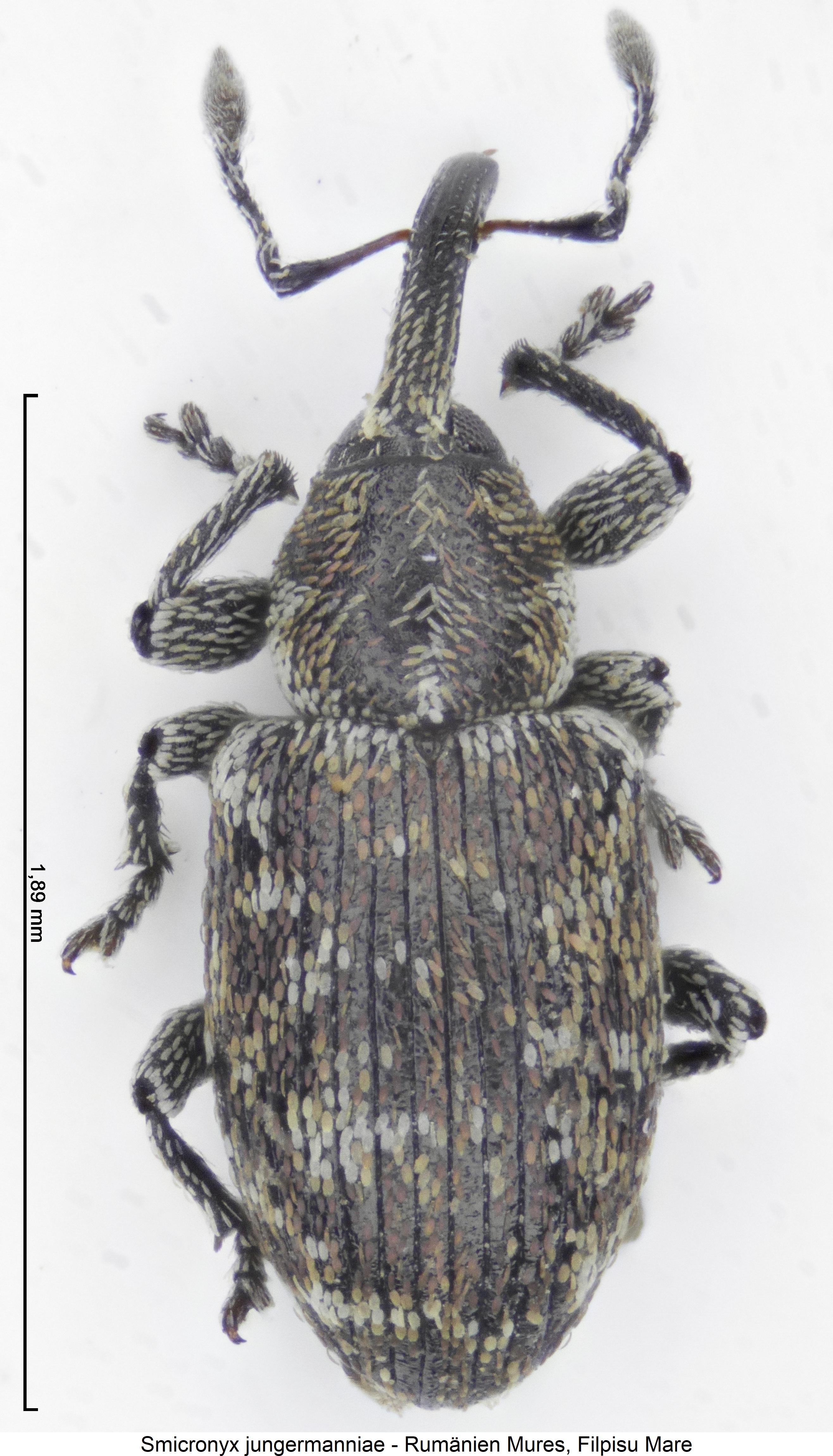 smicronyx_jungermanniae_hab1.jpg