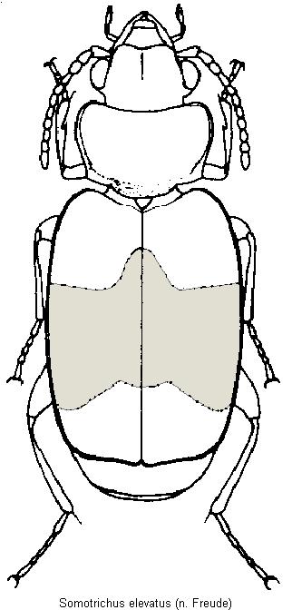 somotrichus_elevatus_hab.jpg