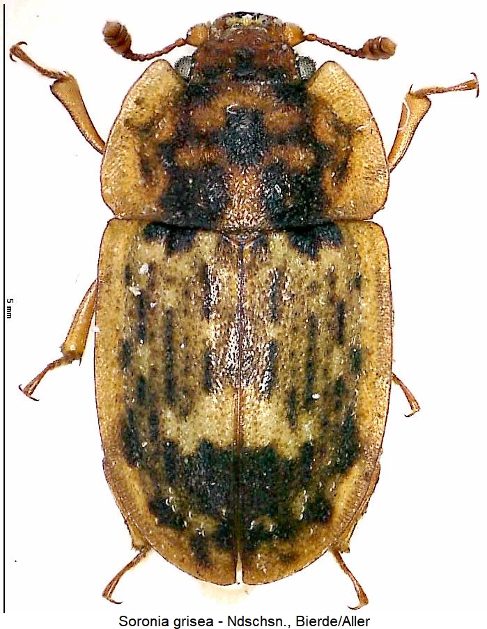 soronia_grisea_hab.jpg