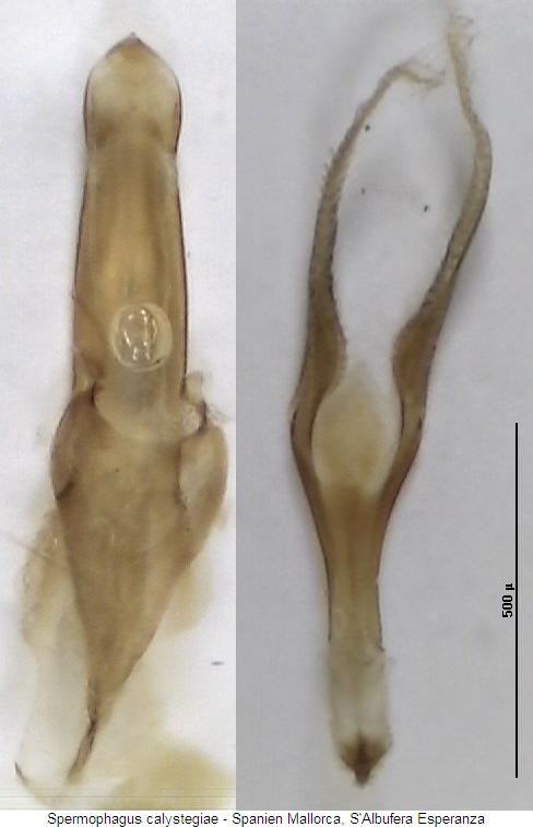 spermophagus_calystegiae.jpg