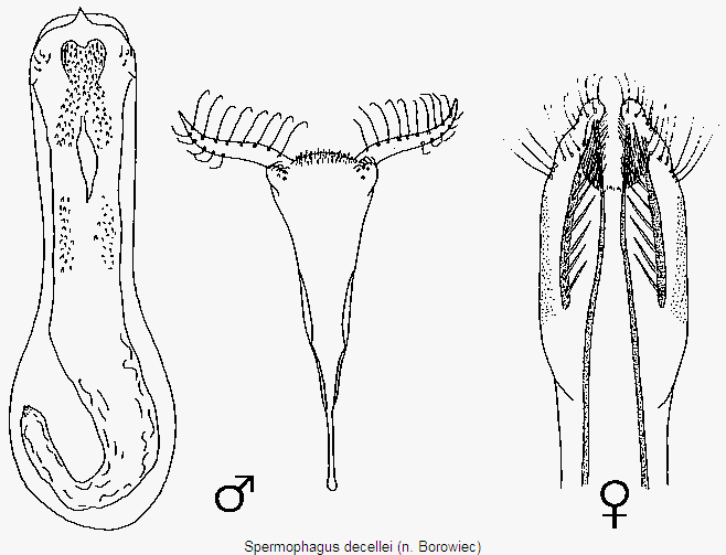 spermophagus_decellei.gif