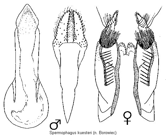 spermophagus_kuesteri.gif