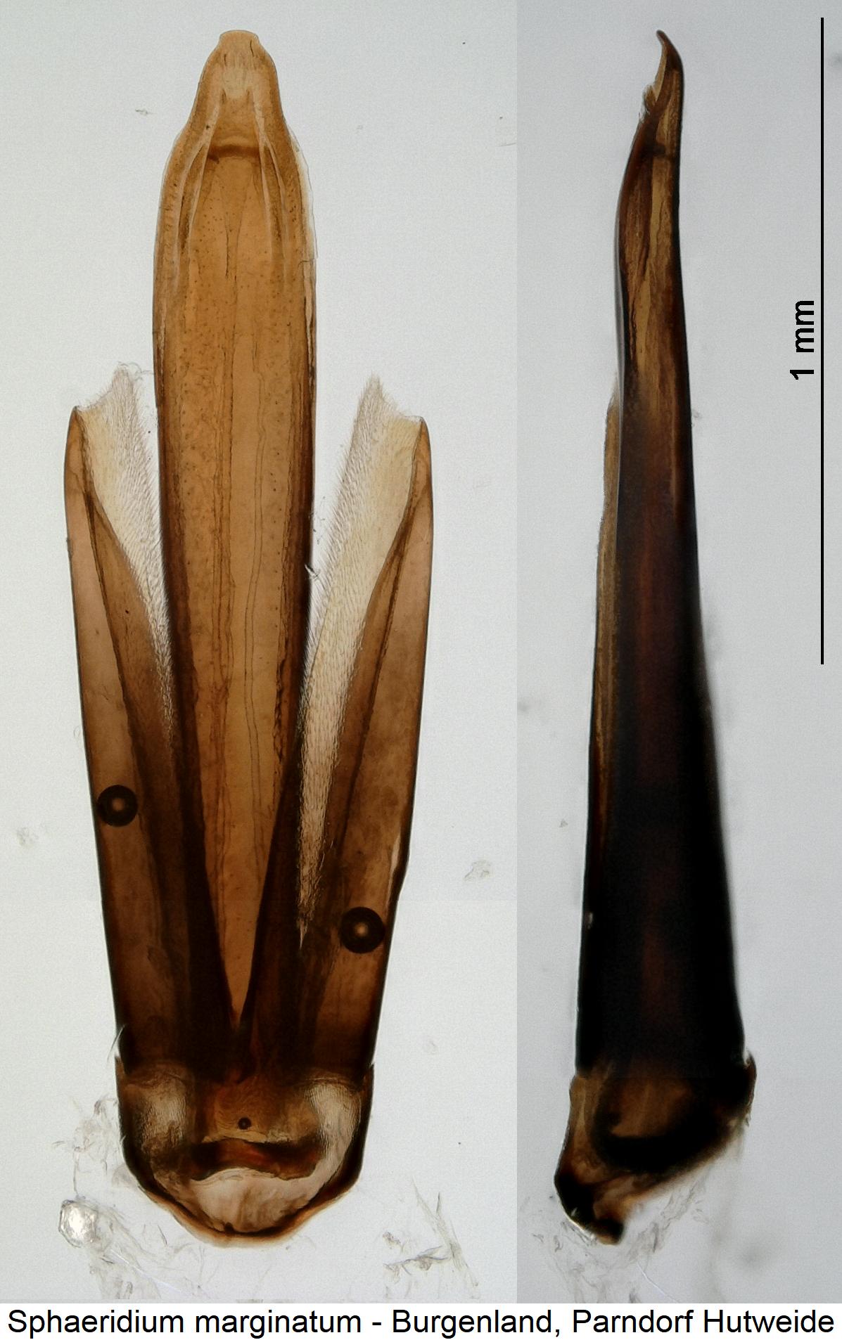 sphaeridium_marginatum1.jpg