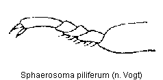sphaerosoma_piliferum_tr.gif