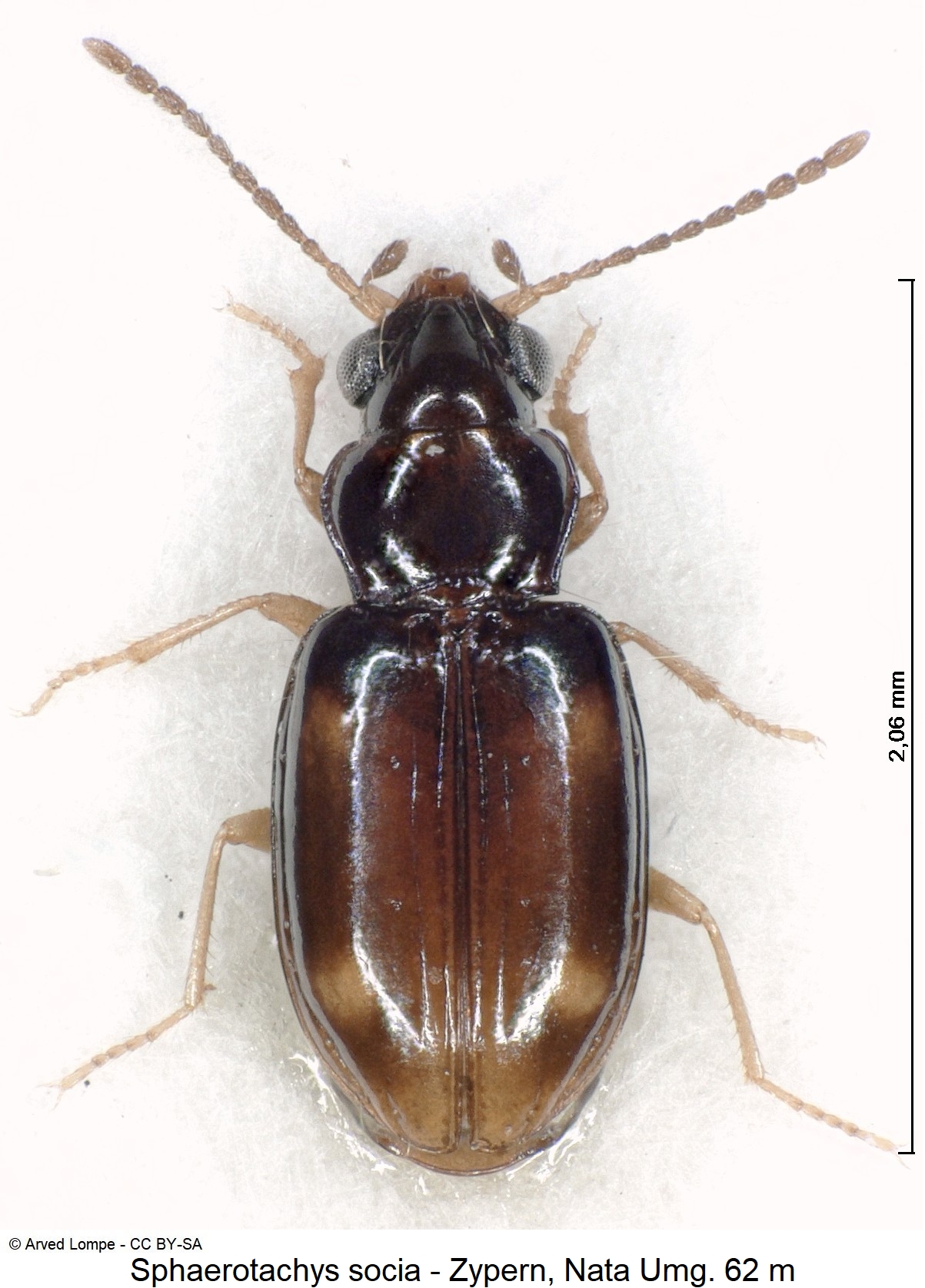 sphaerotachys_socia_hab-1.jpg